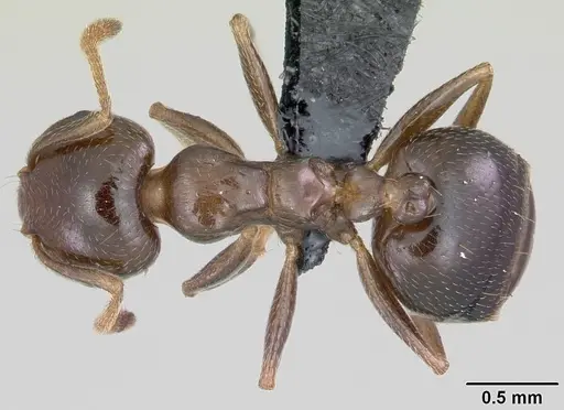 Crematogaster dentata specimen