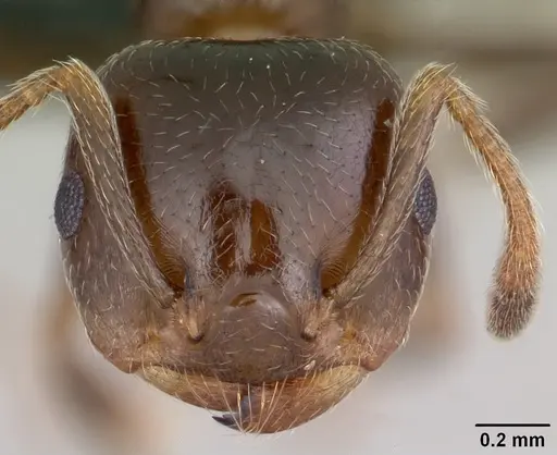 Crematogaster dentata specimen