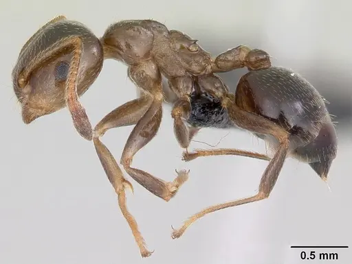 Crematogaster dentata specimen