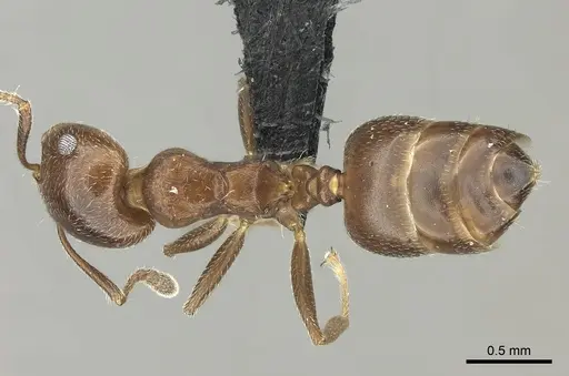 Crematogaster dentata - CASENT0077927