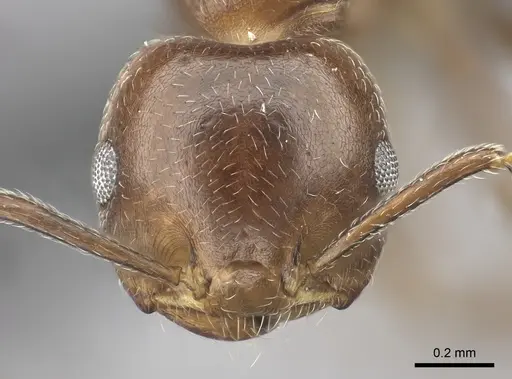 Crematogaster dentata - CASENT0077927