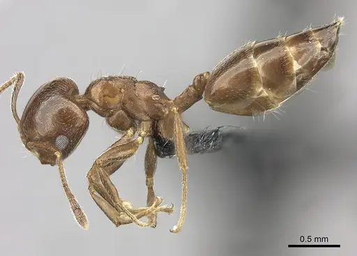 Crematogaster dentata - CASENT0077927