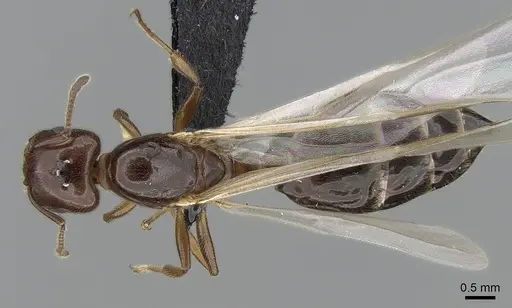 Crematogaster dentata - CASENT0085128