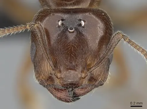 Crematogaster dentata - CASENT0085128