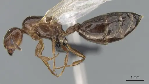 Crematogaster dentata - CASENT0085128