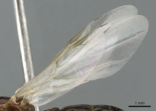 Crematogaster dentata - CASENT0085128