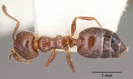 Crematogaster dentata - CASENT0101665