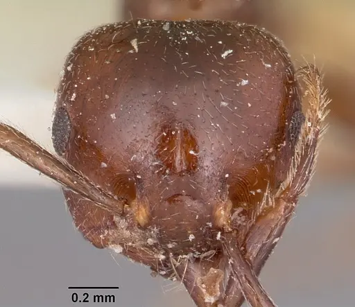 Crematogaster dentata - CASENT0101665