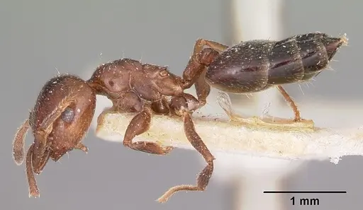 Crematogaster dentata - CASENT0101665