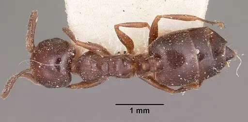 Crematogaster dentata - CASENT0101677