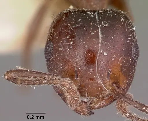 Crematogaster dentata - CASENT0101677