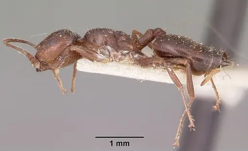 Crematogaster dentata - CASENT0101677