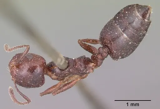 Crematogaster dentata - CASENT0101683