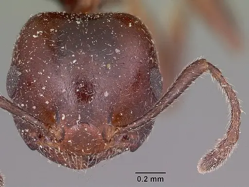 Crematogaster dentata - CASENT0101683