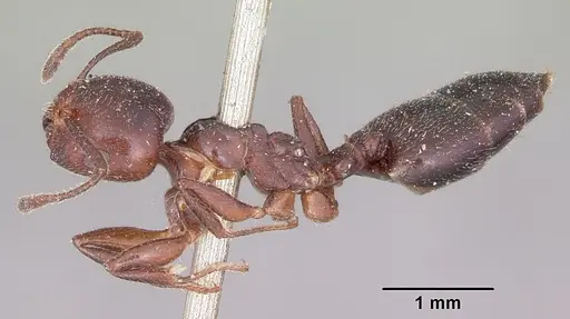 Crematogaster dentata - CASENT0101683