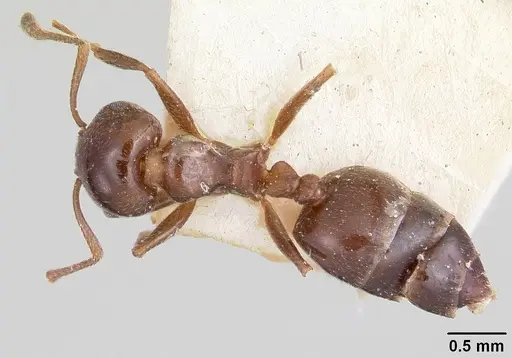 Crematogaster dentata - CASENT0101752