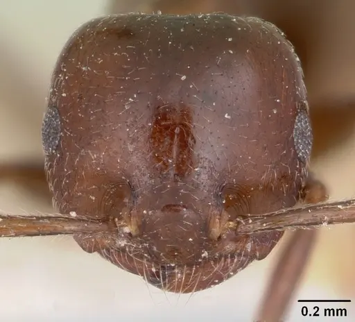 Crematogaster dentata - CASENT0101752