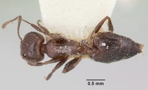 Crematogaster dentata - CASENT0101915