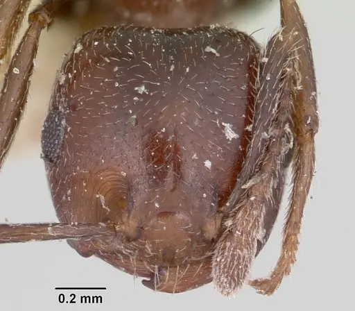 Crematogaster dentata - CASENT0101915