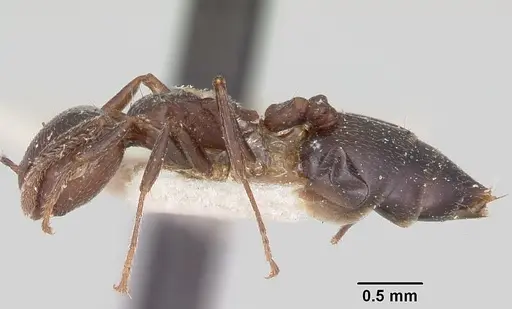 Crematogaster dentata - CASENT0101915