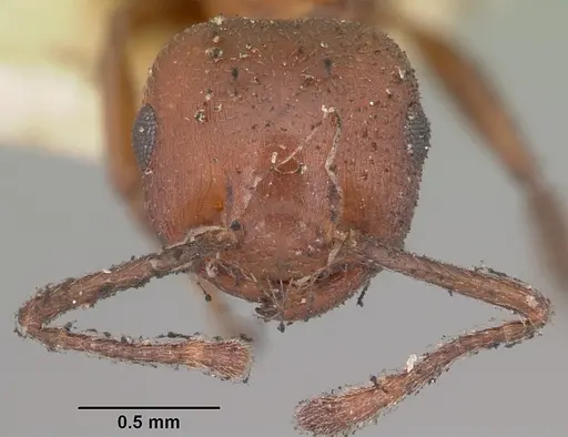 Crematogaster dentata - CASENT0102954