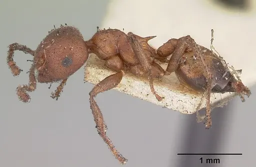 Crematogaster dentata - CASENT0102954