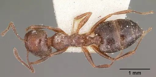 Crematogaster dentata - CASENT0104588