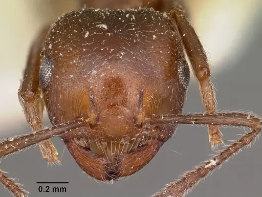 Crematogaster dentata - CASENT0104588