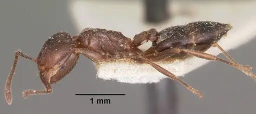 Crematogaster dentata - CASENT0104588