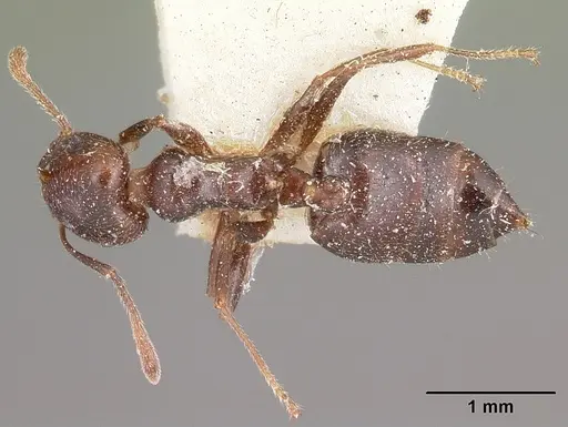 Crematogaster dentata - CASENT0104589