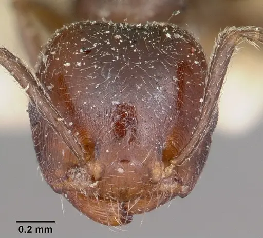 Crematogaster dentata - CASENT0104589