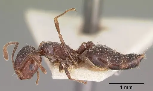Crematogaster dentata - CASENT0104589
