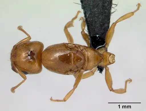 Crematogaster dentata - CASENT0132820