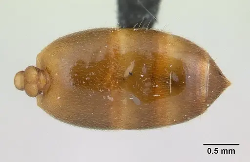 Crematogaster dentata - CASENT0132820