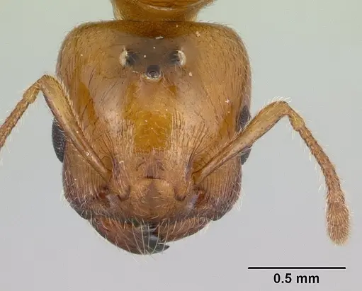 Crematogaster dentata - CASENT0132820