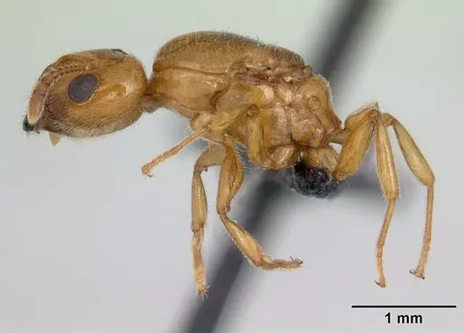Crematogaster dentata - CASENT0132820