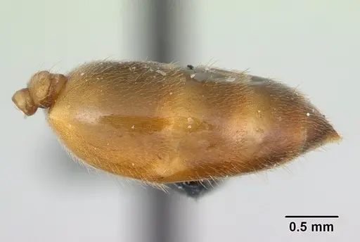 Crematogaster dentata - CASENT0132820