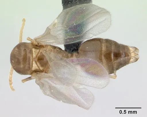 Crematogaster dentata - CASENT0134874