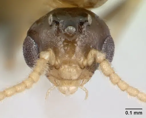 Crematogaster dentata - CASENT0134874