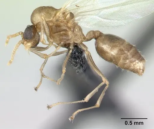 Crematogaster dentata - CASENT0134874