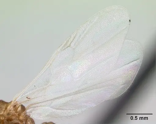 Crematogaster dentata - CASENT0134874