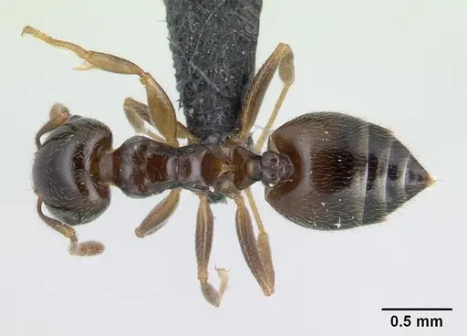 Crematogaster dentata - CASENT0134931
