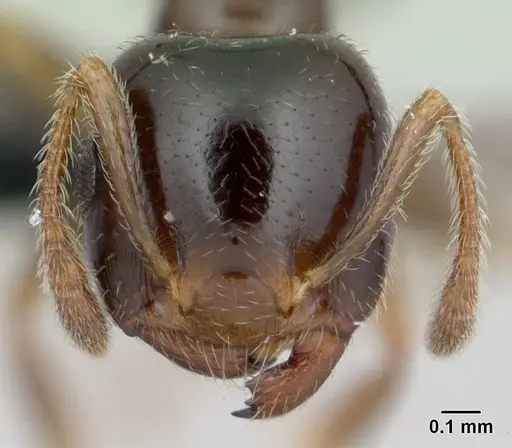 Crematogaster dentata - CASENT0134931