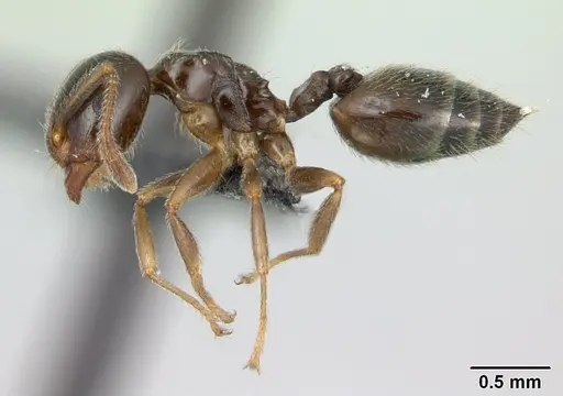 Crematogaster dentata - CASENT0134931
