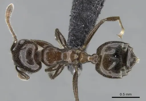 Crematogaster dentata - CASENT0138289