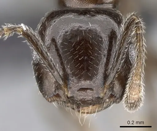 Crematogaster dentata - CASENT0138289