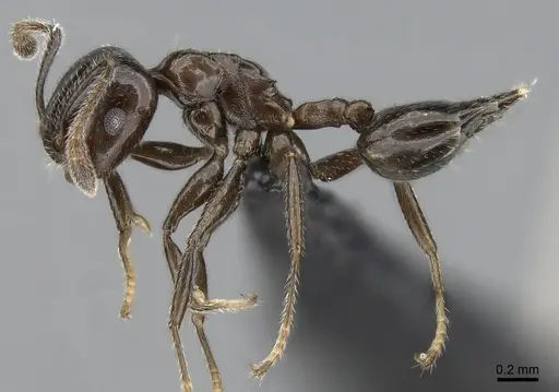 Crematogaster dentata - CASENT0138289