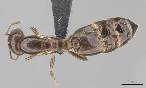 Crematogaster dentata - CASENT0144079