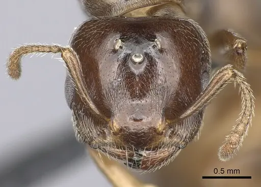 Crematogaster dentata - CASENT0144079