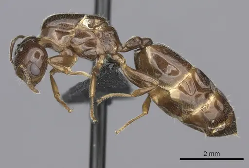 Crematogaster dentata - CASENT0144079
